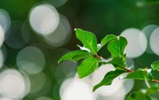 Article Image for How New Zealand Companies Are Leading with Sustainability