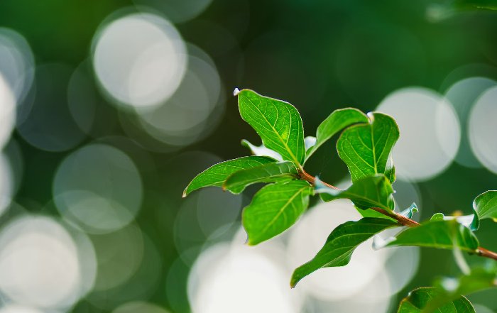 Article Image for How New Zealand Companies Are Leading with Sustainability